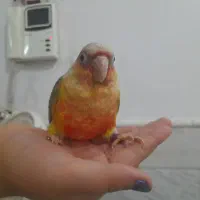 جوجه گرینچیک