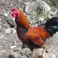 خروس جوان