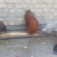 فروش مرغ و خروس