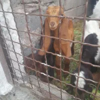 دوتا کهره ماده پاکستانی