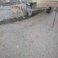 واگذاری سگ|سگ|رزن, |دیوار