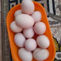 تخم مرغ نطفه دار محلی