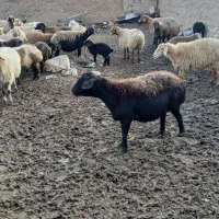 گوسفند داشتی|حیوانات مزرعه|جلگه شوقان, |دیوار