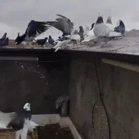 کفتر بوم زد خوردی