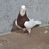 کبوتر طوقی سرخ نر کفتر
