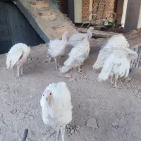بوقلمون گوشتی|حیوانات مزرعه|مراغه, |دیوار