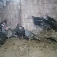 بوقلمون محلی|حیوانات مزرعه|سده (خراسان جنوبی), |دیوار