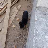 توله سرابی اصیل ماده