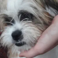 واگذاری سگ شیتزو|سگ|گنبد کاووس, |دیوار