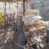 مرغ|پرنده|فین, |دیوار