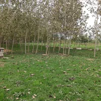 ۲۳۰۰ متر زمین باغی قاضیان سنگر رشت|فروش زمین و ملک کلنگی|سنگر, |دیوار