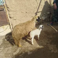 میش و بره|حیوانات مزرعه|زاگرس, |دیوار