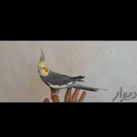 فروش عروس هلندی