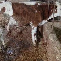 گوساله سیمینتال اصیل