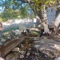 سلام دوعدد بز پاکستانی با بزغاله اش|حیوانات مزرعه|سراب, |دیوار