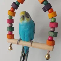 مرغ عشق اسپانگل