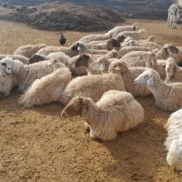 میش بره دار