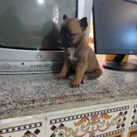 سگ مالینیوز اصل|سگ|عنبرآباد, |دیوار