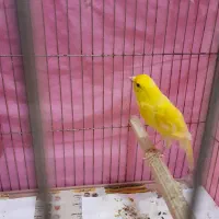 نر لیمویی|پرنده|رشت, کوی حسینی|دیوار