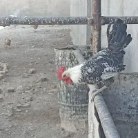 خروس براکل جوان درجه یک