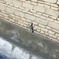 جوانه نر|پرنده|هامون, |دیوار