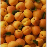 فروش نهال زردآلو نصیری|خدمات باغبانی و درختکاری|مرند, |دیوار