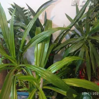 گل مناسب برای رستوران بانک ،شرکت عالی و سرحال|گل و گیاه طبیعی|شهرکرد, |دیوار