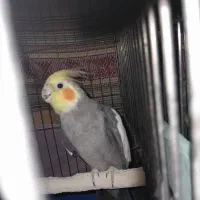 عروس هلندی نر