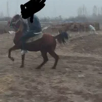 کره ۴به ۵نریان کرد