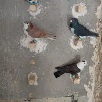 3عدد کبوتر سالم به شرط پرشی میدم