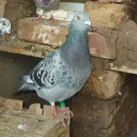 یک جفت مسافتی معاوضه