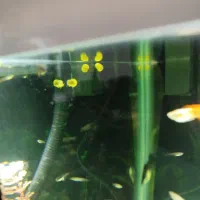 بچه حلزون سیب