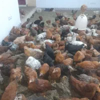 جوجه مرغ وخروس