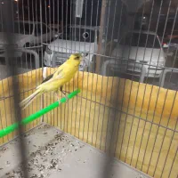 قناری کشیده بلند