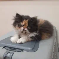 واگذاری پرشین ۲ماه و نیمه|گربه|کهریزک, |دیوار