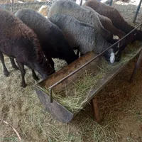 بره نر ارگانیک
