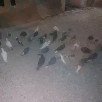 ۵۰ کفتر بهبهانی و پلاکی از دونی ۶۵ تا ۱۵۰|پرنده|مرودشت, نقش رستم|دیوار