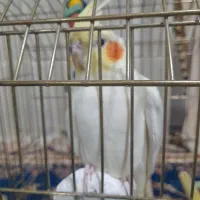 عروس هلندی نر آماده جفت انداختن|پرنده|تربت جام, یحیی آباد|دیوار