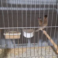 فنچ نرگسی جفت و فنچ کراواتی نر