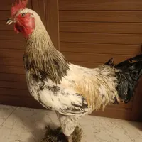 مجسمه
