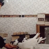 6عدد کبوتر همه باهم 2ملیون