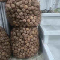 گردو|خوردنی و آشامیدنی|عسلویه, |دیوار