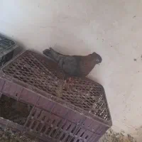 زاغ ابادانی