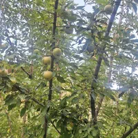 سرایدار ویلا در فشم