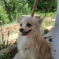 پامر عروسکی روباهی