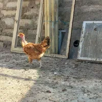 مرغ و خروس دم تخم رسمی محلی گردن لختی.