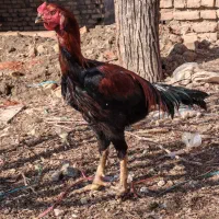 خروس لاری افغان