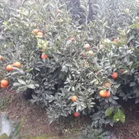 فروش انواع نهال مرکبات ، سیاه ریشه و استوایی