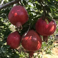باغ و کلبه باغ ۱۶۵۰ متر و معاوضه با خودرو|فروش زمین و ملک کلنگی|تهران, ارامنه|دیوار