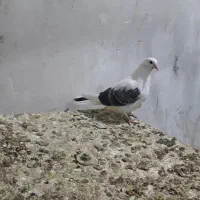 کبوتر گم شده